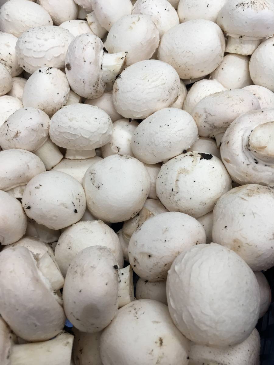 Mush Closed Cup Mushrooms 250g