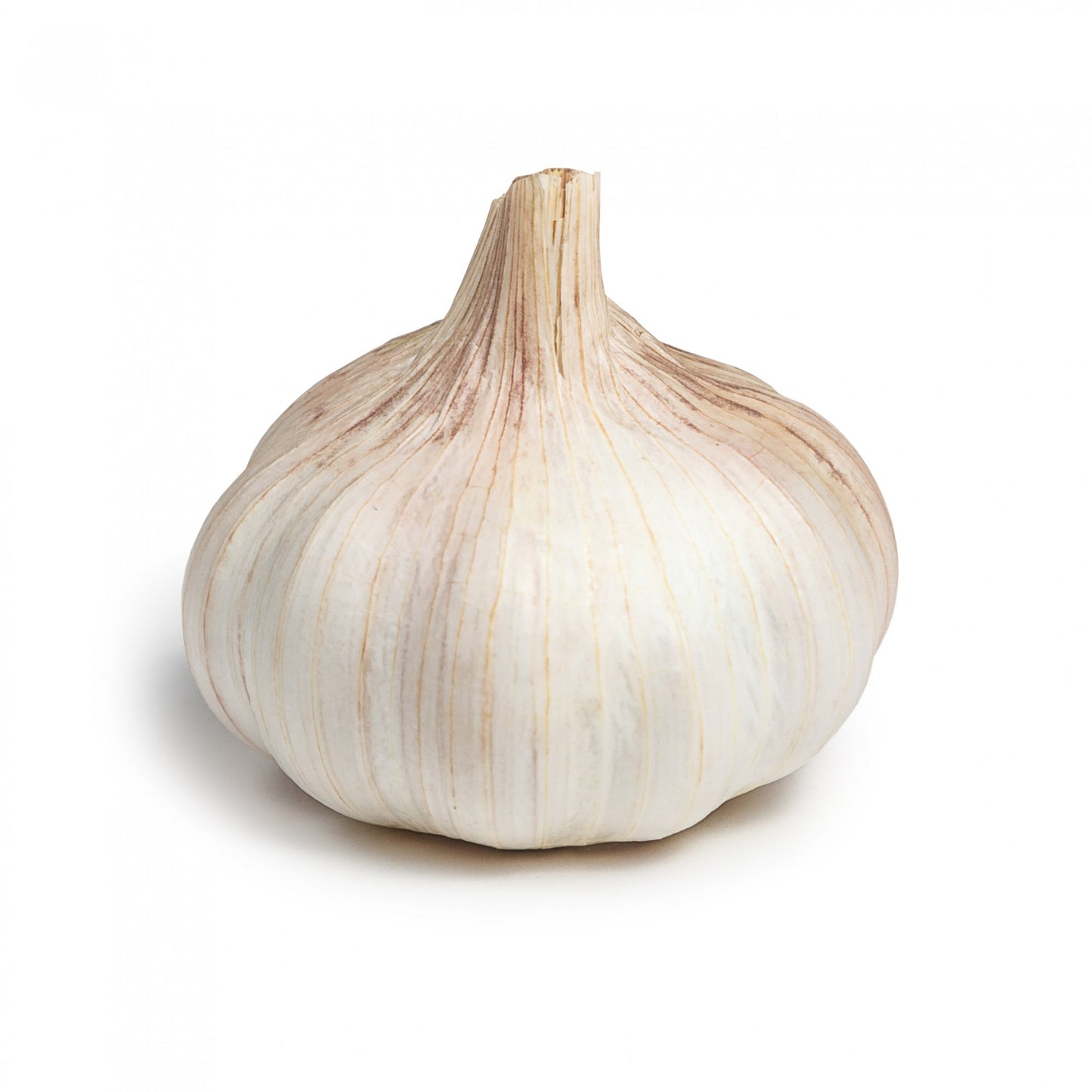 Large Garlic Bulb (each)
