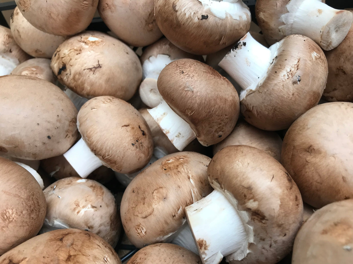 Mush - Chestnut Mushrooms (250g)