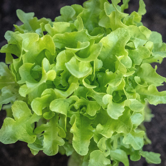 Lettuce - Oak Leaf Lettuce