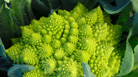 Romanesco Broccoli Cauliflower