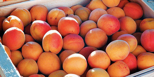 Apricots (500g)