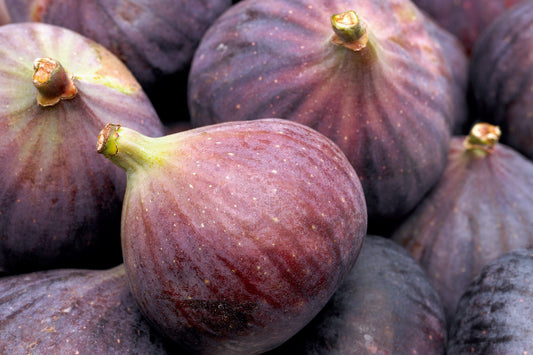 Exotic - Figs (each)